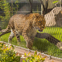Zoo Wire Mesh